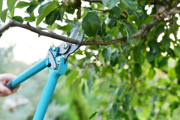 Residential Tree Removal